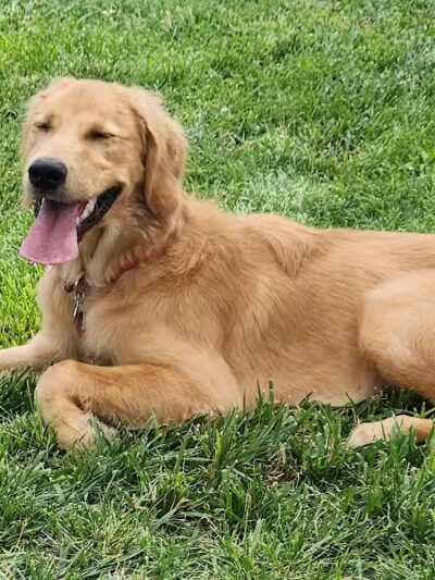 JC Snow Dog Park - St. George, UT