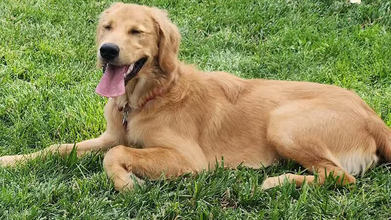 JC Snow Dog Park - St. George, UT