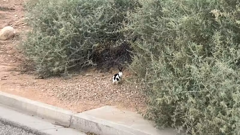 Saint James Park - St. George, UT