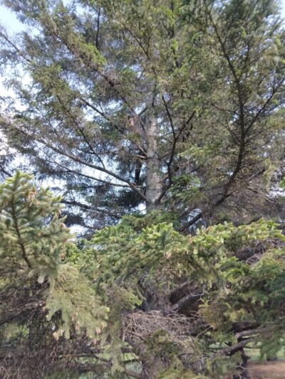 Saint Hilaire City Park - St Hilaire, MN