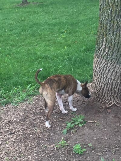 Unleashed Dog Park - St James, MN