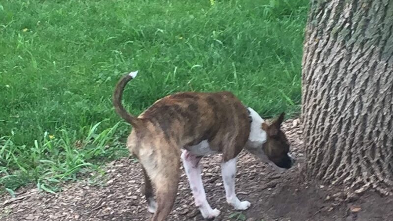 Unleashed Dog Park - St James, MN