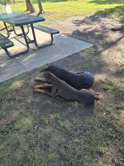 Unleashed Dog Park - St James, MN