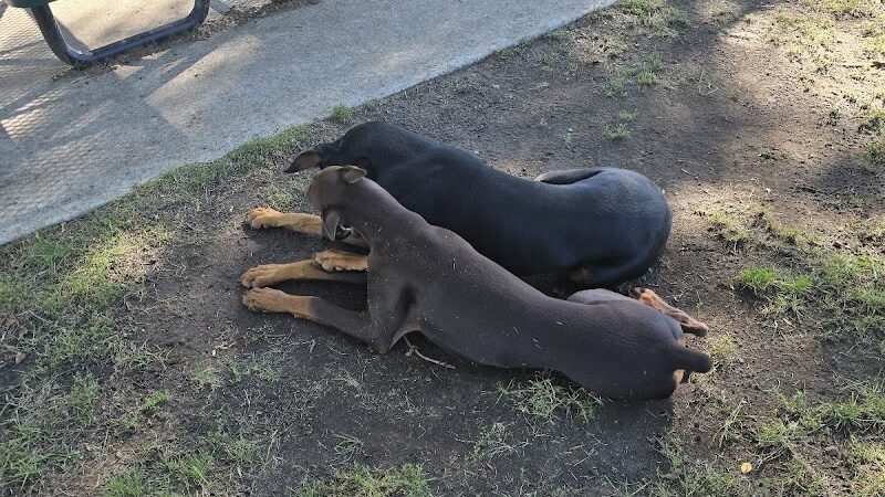 Unleashed Dog Park - St James, MN