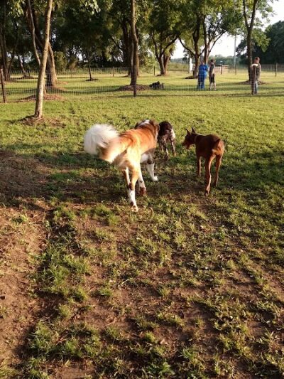 Unleashed Dog Park - St James, MN