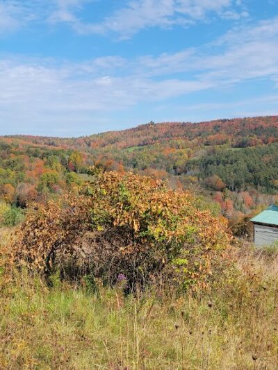 Dog Mountain, Home of Stephen Huneck Gallery - St Johnsbury, VT