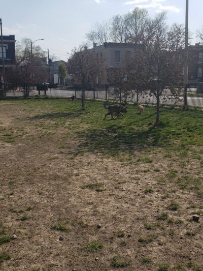 Forest Park Southeast Members Only Dog Park - St. Louis, MO