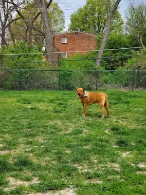 Wayside Park Unleashed Dog Park (membership only) - St. Louis, MO