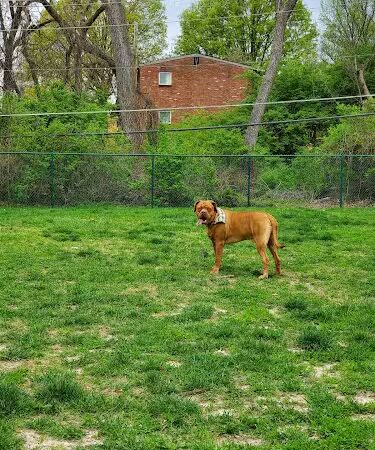 Wayside Park Unleashed Dog Park (membership only) - St. Louis, MO