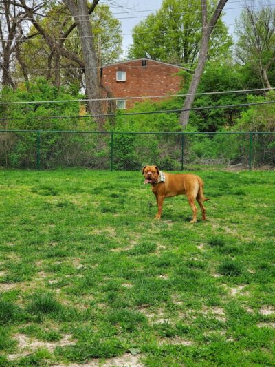 Wayside Park Unleashed Dog Park (membership only) - St. Louis, MO