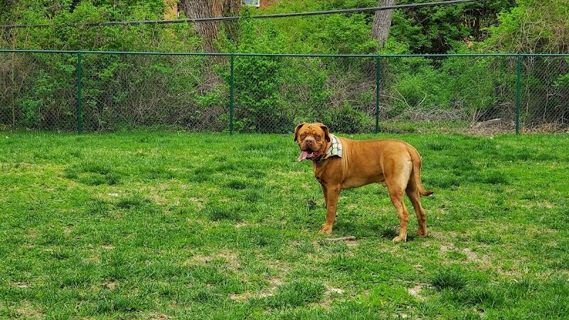 Wayside Park Unleashed Dog Park (membership only) - St. Louis, MO