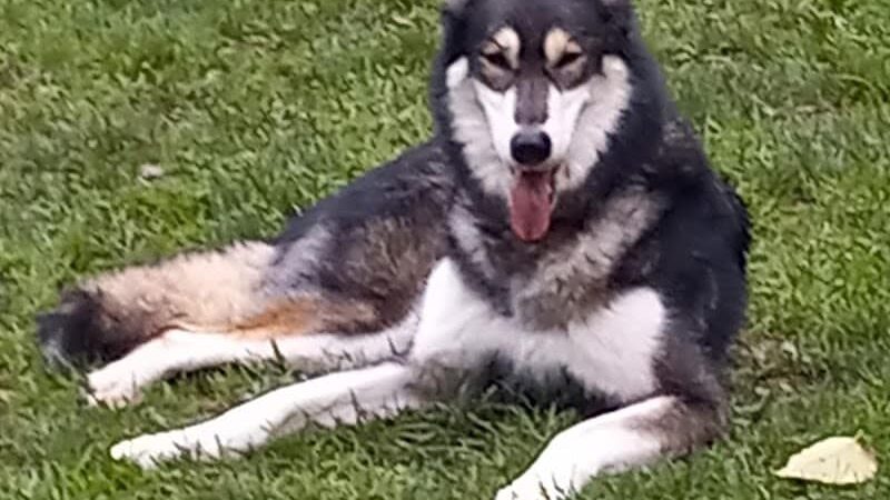 Wayside Park Unleashed Dog Park (membership only) - St. Louis, MO