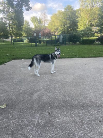 Wayside Park Unleashed Dog Park (membership only) - St. Louis, MO