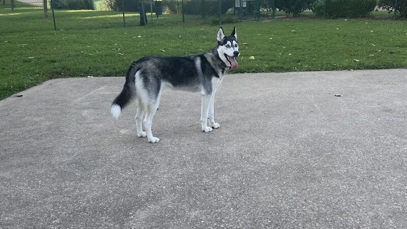Wayside Park Unleashed Dog Park (membership only) - St. Louis, MO