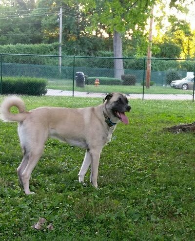 Wayside Park Unleashed Dog Park (membership only) - St. Louis, MO