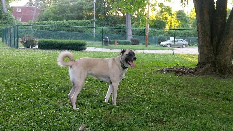 Wayside Park Unleashed Dog Park (membership only) - St. Louis, MO