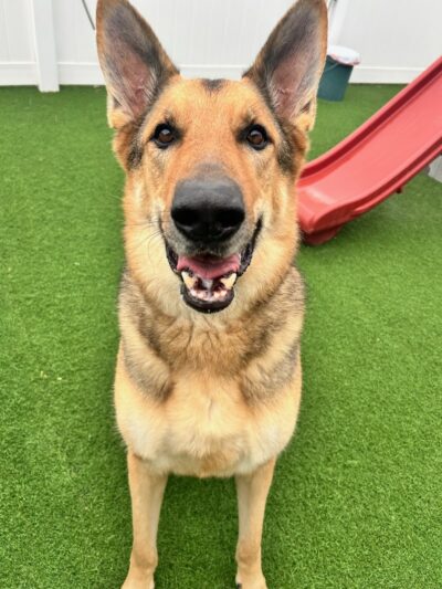 Baxter's K9 Complex - St Peters, MO