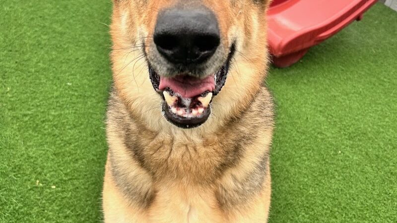 Baxter's K9 Complex - St Peters, MO