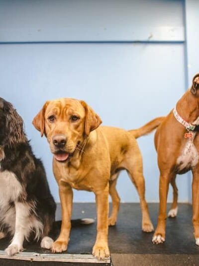 Baxter's K9 Complex - St Peters, MO