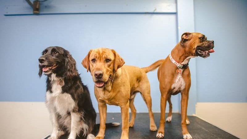 Baxter's K9 Complex - St Peters, MO