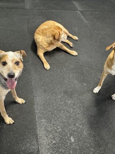 Baxter's K9 Complex - St Peters, MO