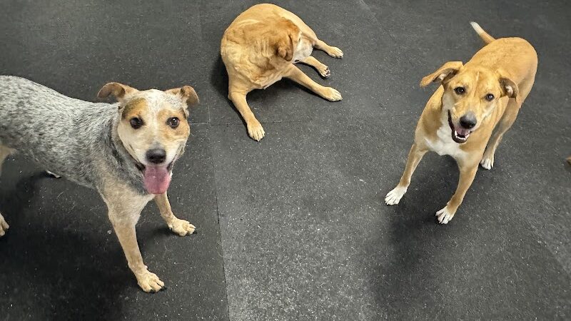 Baxter's K9 Complex - St Peters, MO