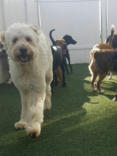 Baxter's K9 Complex - St Peters, MO