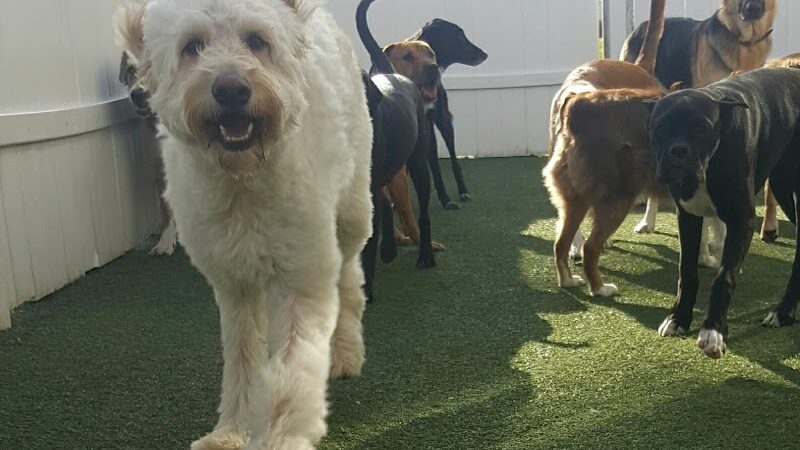 Baxter's K9 Complex - St Peters, MO