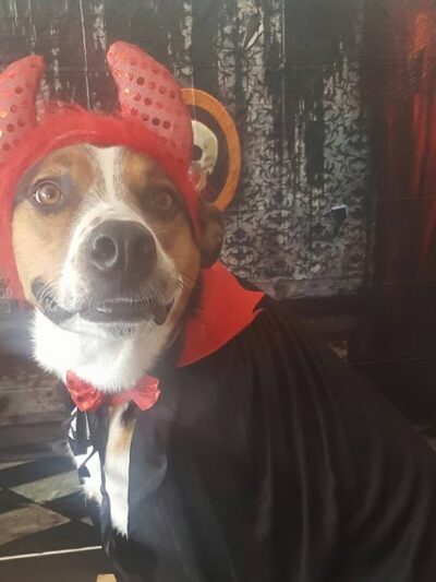 Baxter's K9 Complex - St Peters, MO