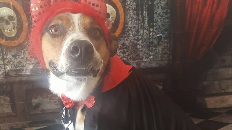 Baxter's K9 Complex - St Peters, MO