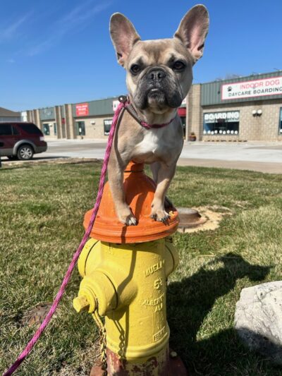 Baxter's K9 Complex - St Peters, MO