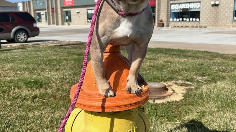 Baxter's K9 Complex - St Peters, MO