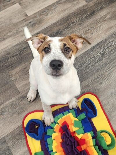 Baxter's K9 Complex - St Peters, MO