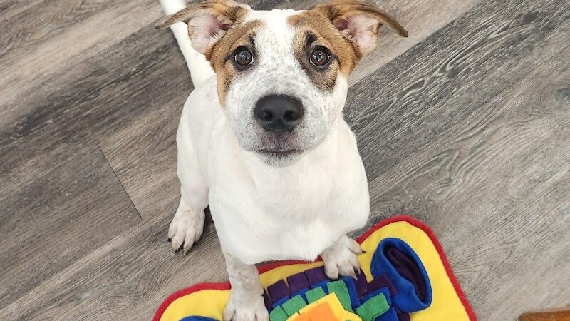 Baxter's K9 Complex - St Peters, MO