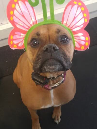 Baxter's K9 Complex - St Peters, MO