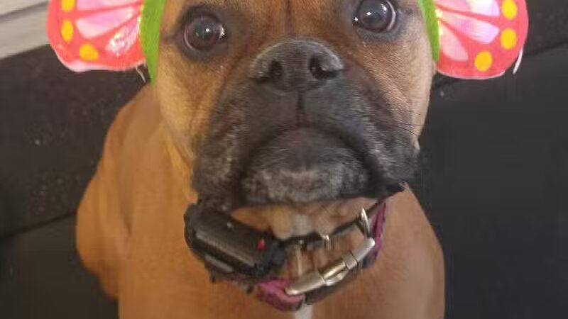 Baxter's K9 Complex - St Peters, MO