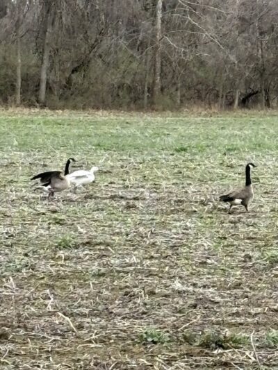 Community Park - St Peters, MO