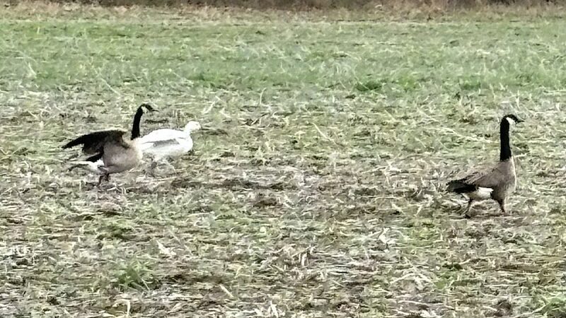 Community Park - St Peters, MO