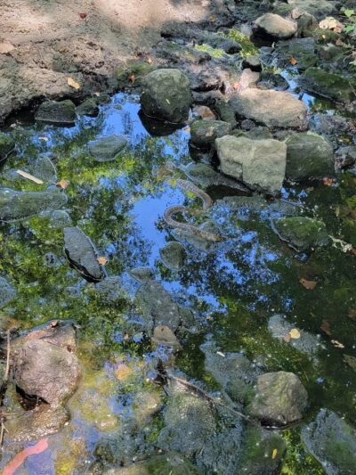 Dardenne Park - St Peters, MO