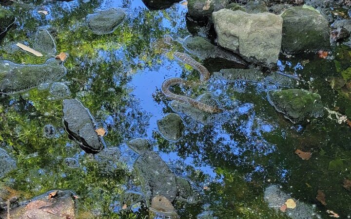 Dardenne Park - St Peters, MO