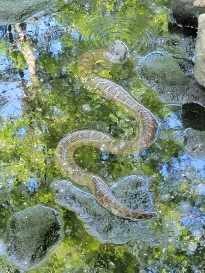 Dardenne Park - St Peters, MO