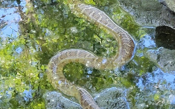 Dardenne Park - St Peters, MO