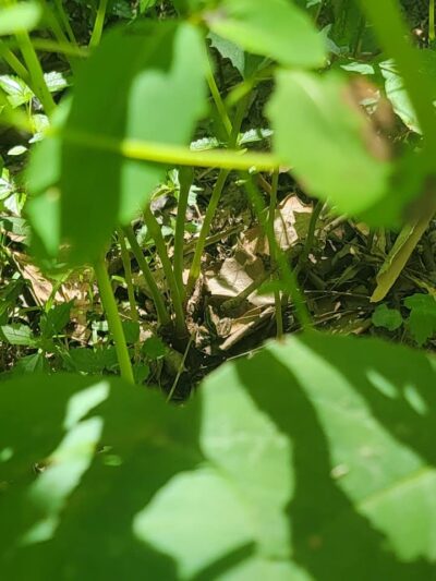 Dardenne Park - St Peters, MO