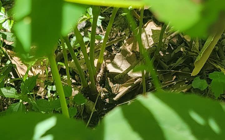 Dardenne Park - St Peters, MO