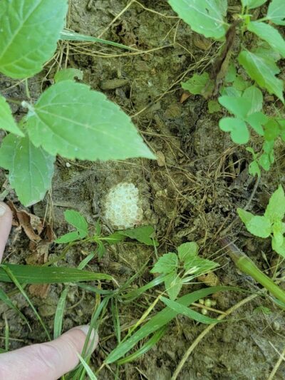 Dardenne Park - St Peters, MO