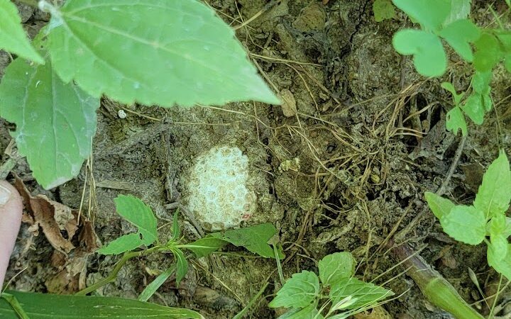 Dardenne Park - St Peters, MO