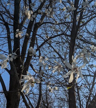 Lone Wolff Park - St Peters, MO
