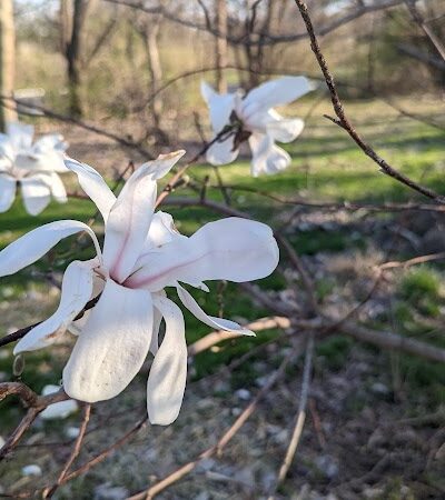 Lone Wolff Park - St Peters, MO