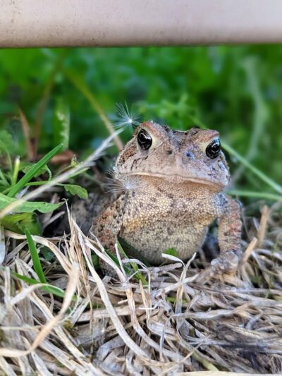 Lone Wolff Park - St Peters, MO