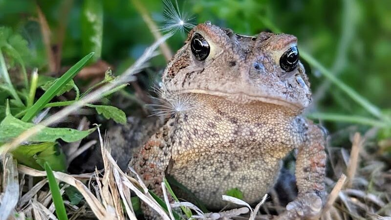 Lone Wolff Park - St Peters, MO